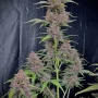Насіння конопель BANANA PURPLE PUNCH Auto від Fast Buds
